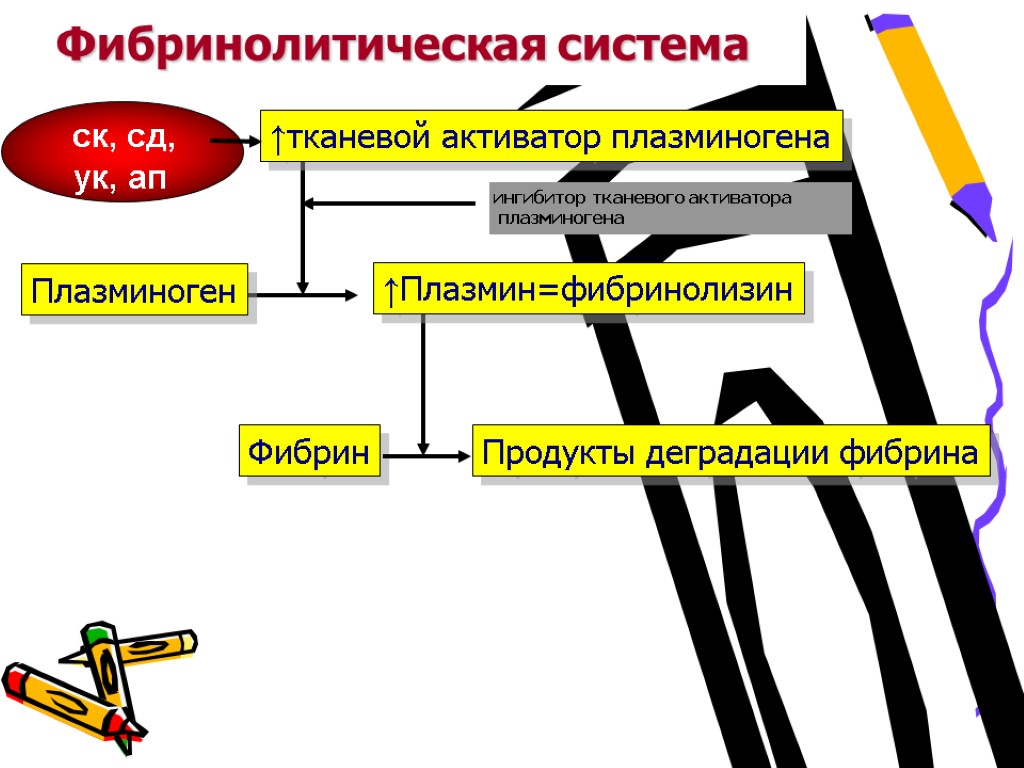 Фибринолитическая система ↑тканевой активатор плазминогена Плазминоген ↑Плазмин=фибринолизин Фибрин Продукты деградации фибрина ск, сд, ук,